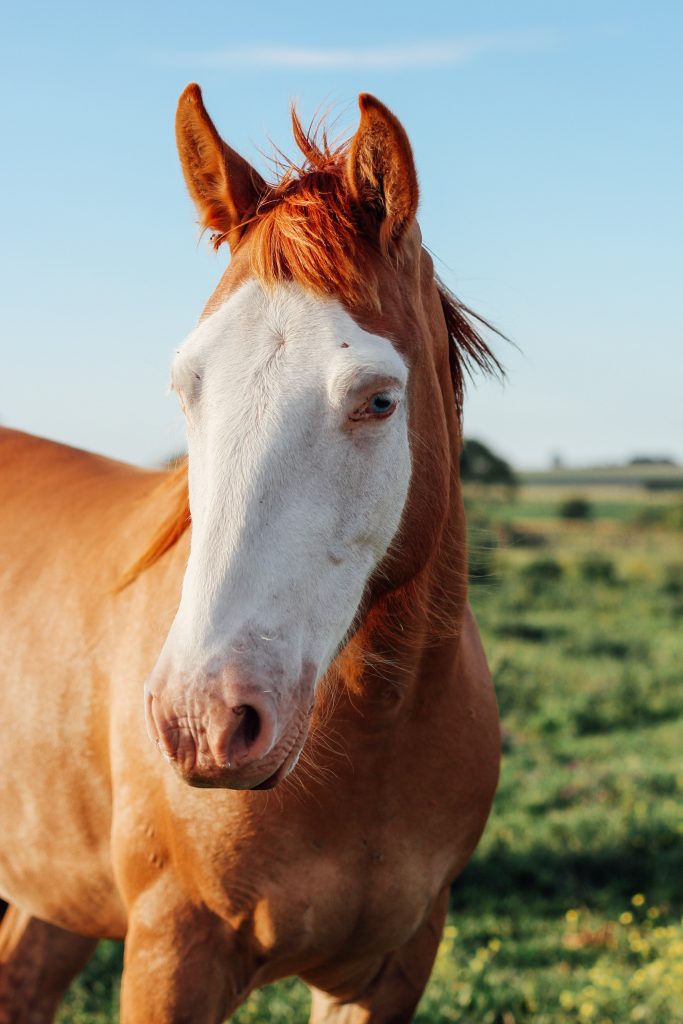 winning over your non-horse neighbours