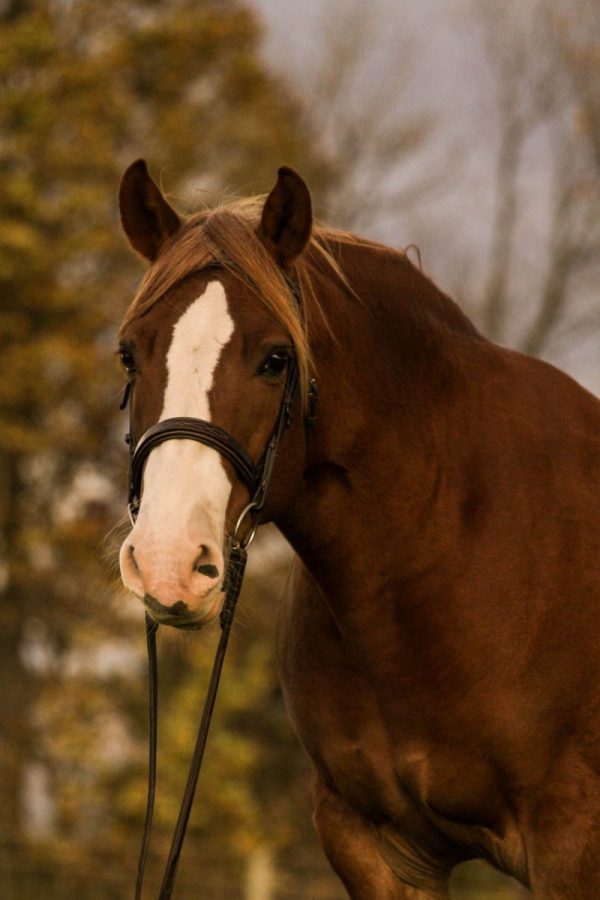 stablebuzz main event expo chilliwack