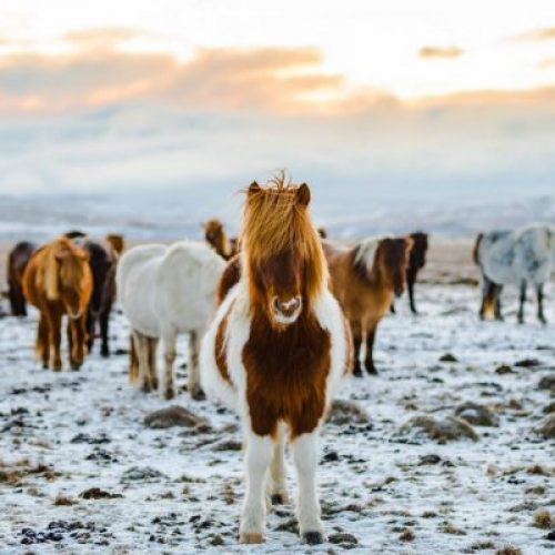 stablebuzz horseback riding in winter