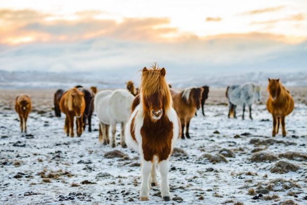 stablebuzz horseback riding in winter