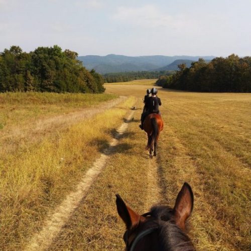 backview of people riding horses