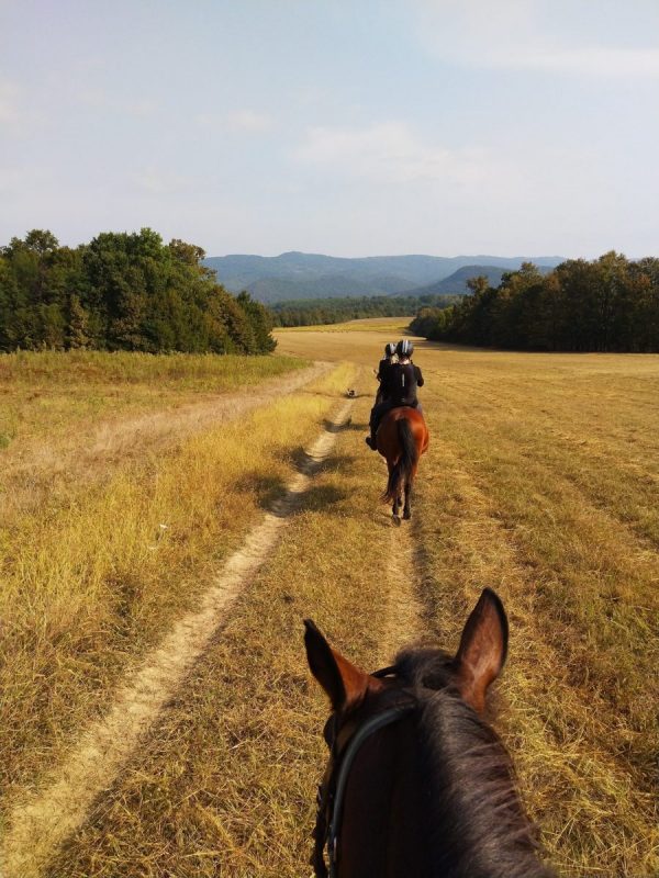 backview of people riding horses