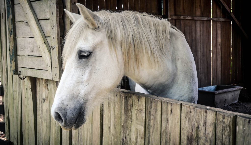 white horse in barn