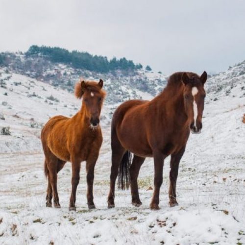 stablebuzz prepare your barn for winter