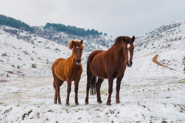 stablebuzz prepare your barn for winter