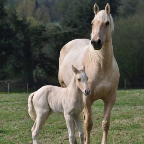 mare and coal horses