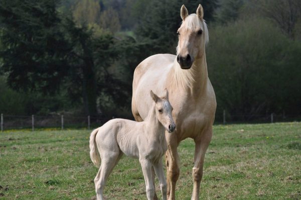 mare and coal horses