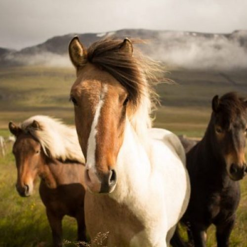 three horses in a field