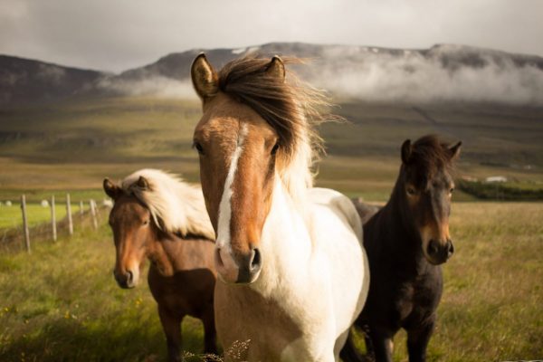 three horses in a field