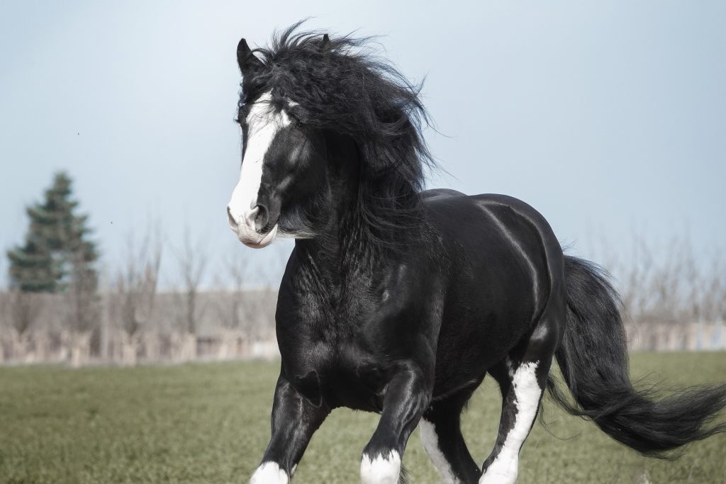 black and white horse