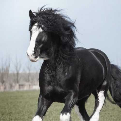 black and white horse
