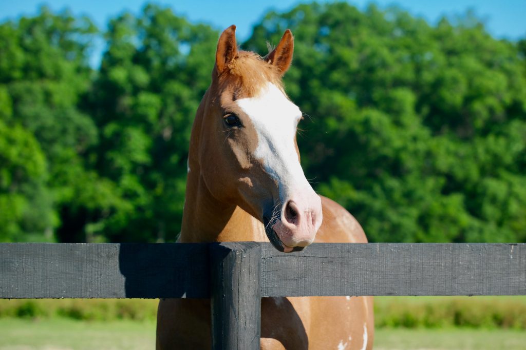 young horse on pasture