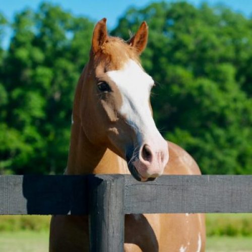 young horse on pasture