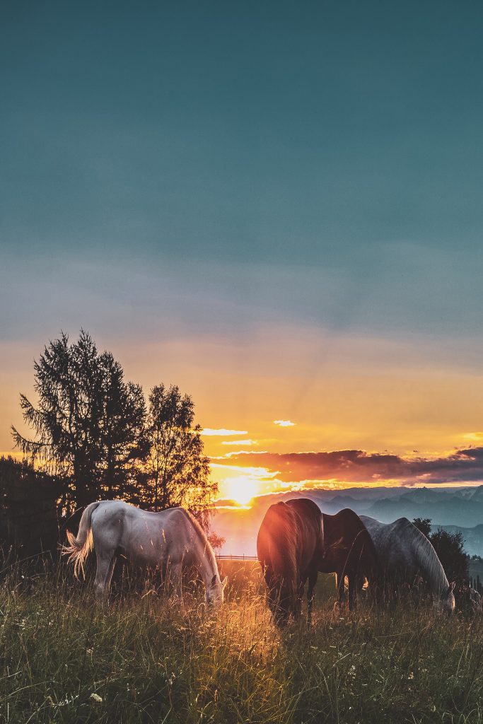 group of horses against sunset
