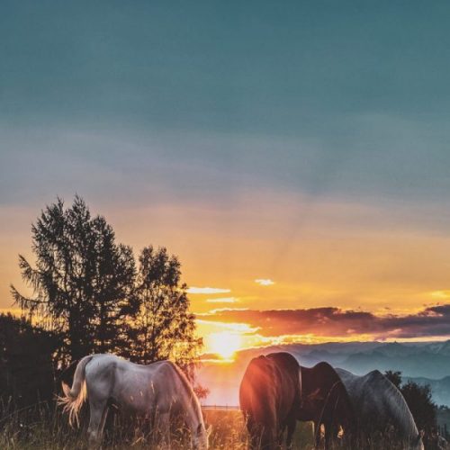 group of horses against sunset