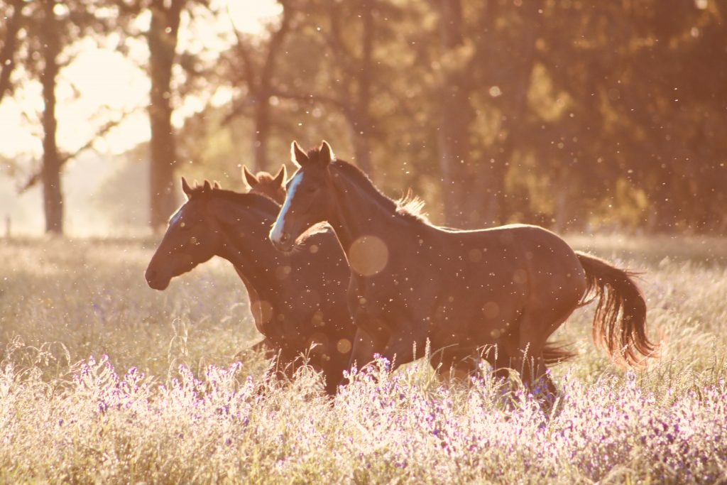 horses riding in field