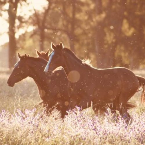 horses riding in field