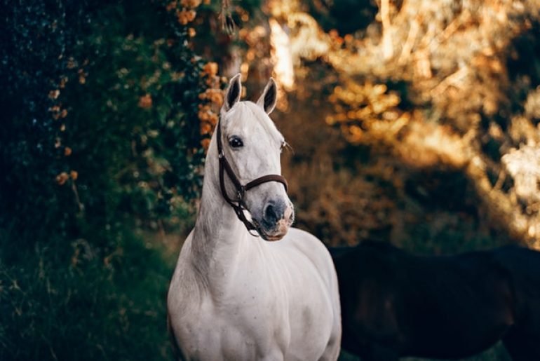 white-horse-near-green-leaves-1996330.jpg