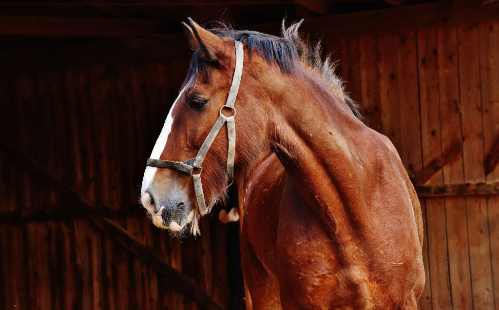 How To Develop A Practical Biosecurity Plan For Your Barn – Great Tips