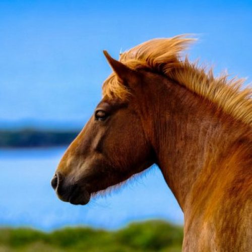 horse with blue background