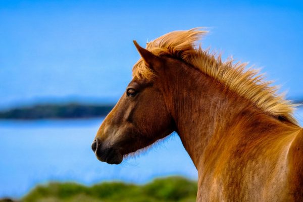 horse with blue background