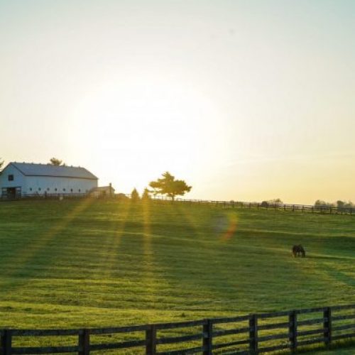 white barn in a field