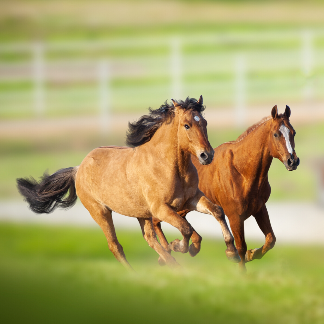 horse management invoicing