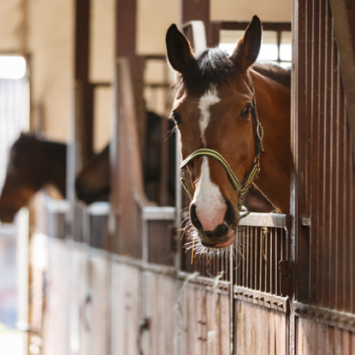 frugal horse stable management