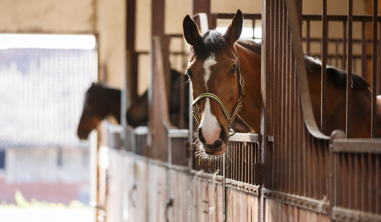 frugal horse stable management