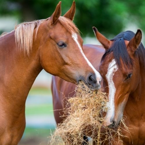 Horses feeding