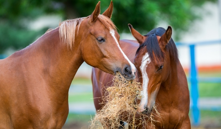 Horses feeding