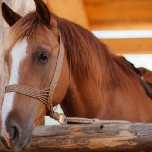 Fly Control For Horse Stables