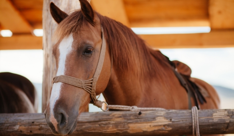 Fly Control For Horse Stables