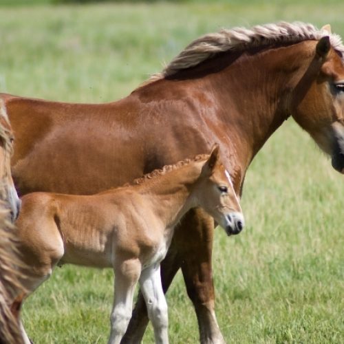 Everything You Need to Know About Equine Rabies