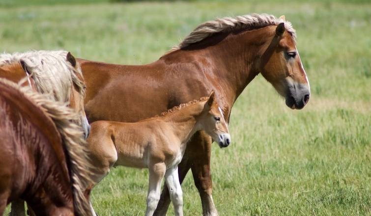 Everything You Need to Know About Equine Rabies