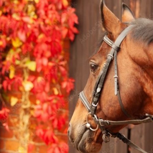 Decorating Your Horse Stable For Fall