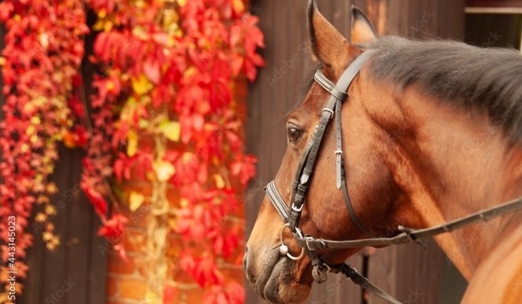 Decorating Your Horse Stable For Fall