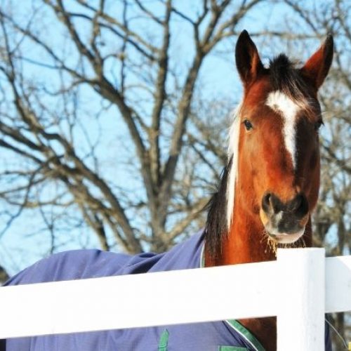 Choosing the Best Type of Horse Fencing