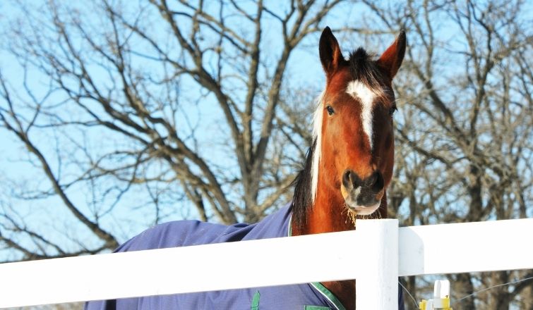 Choosing the Best Type of Horse Fencing