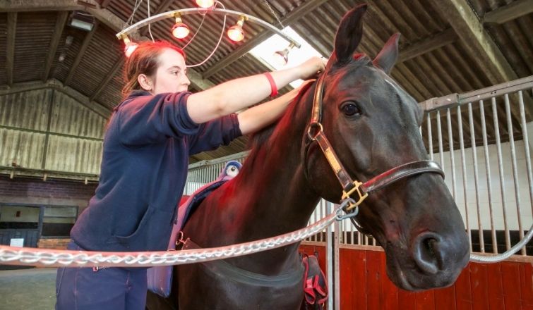 Employee Management At The Stable