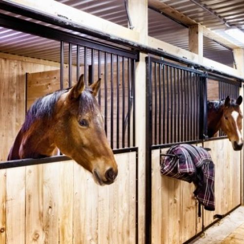 Top 8 Ways to Get the Stables Ready for Spring