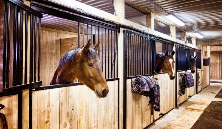 Top 8 Ways to Get the Stables Ready for Spring