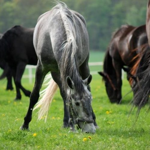 Group of horses in a field