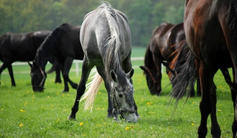 Group of horses in a field