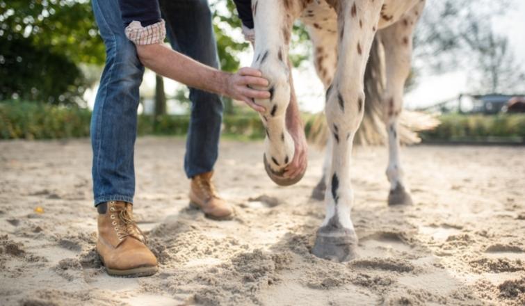 How to Choose a Veterinarian for Your Stable